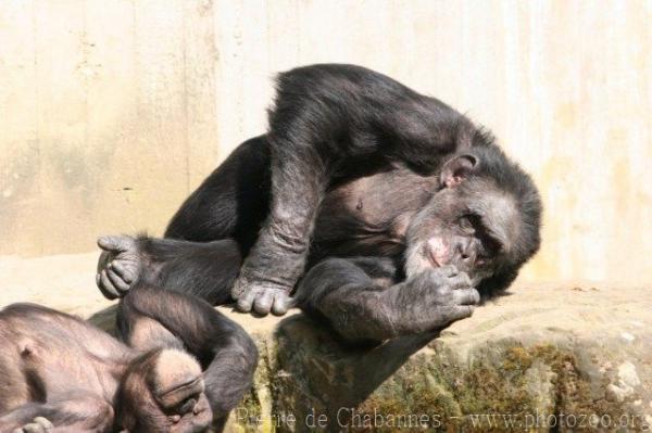 Common chimpanzee