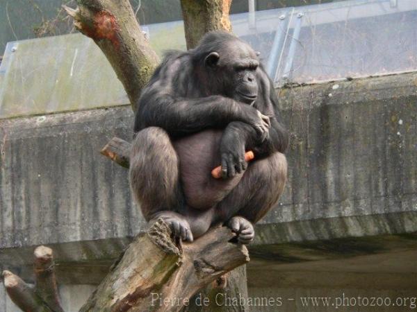 Common chimpanzee