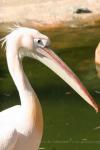 Great white pelican