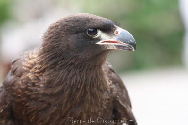 Striated caracara *