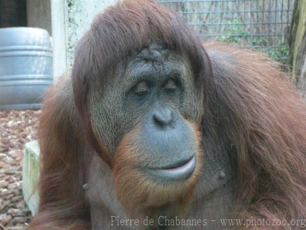 Sumatran orangutan