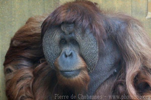 Sumatran orangutan