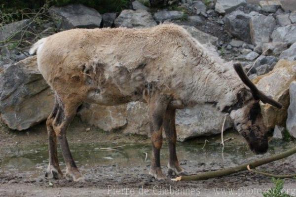 Caribou