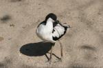 Pied avocet