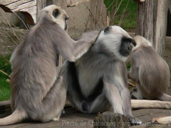 Northern plains gray langur