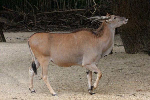 Common eland