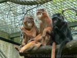 Eastern javan langur *