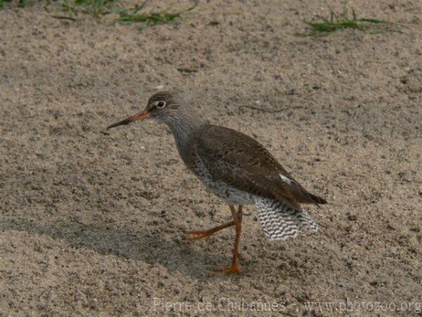 Common redshank