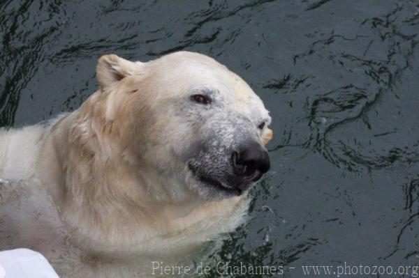 Polar bear