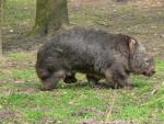 Mainland wombat *