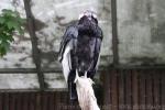 Andean condor