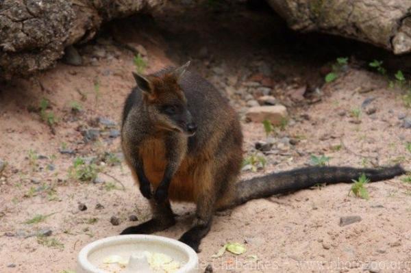 Swamp wallaby