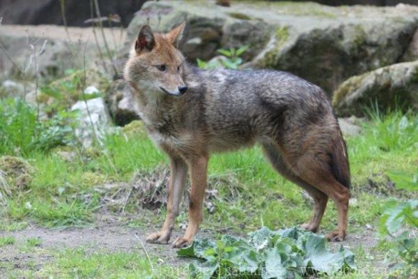 European golden jackal