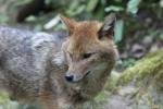 European golden jackal