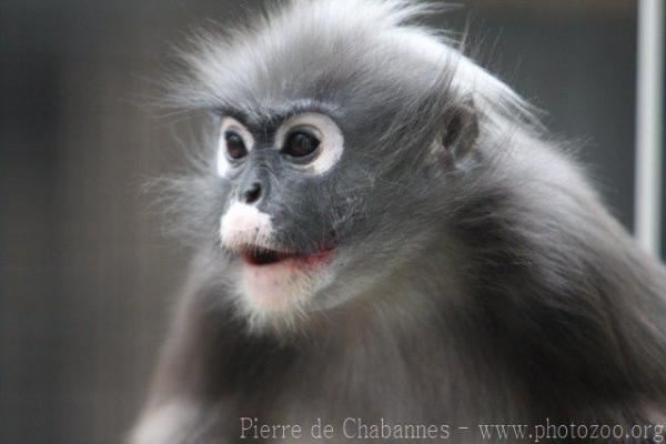 Dusky leaf-monkey