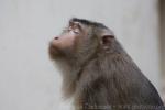 Southern pig-tailed macaque