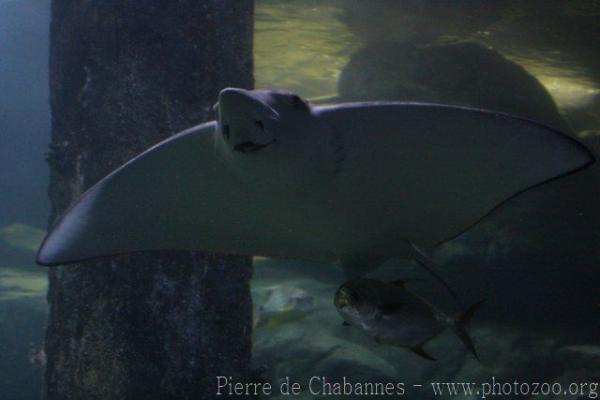 Ocellated eagle ray