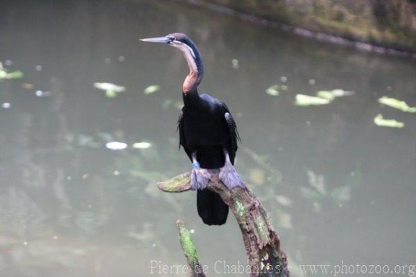 African darter