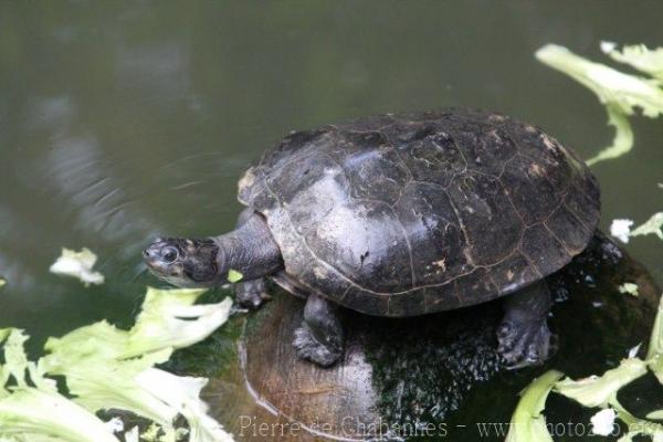 Yellow-spotted river turtle