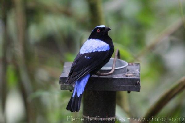 Asian fairy blue bird