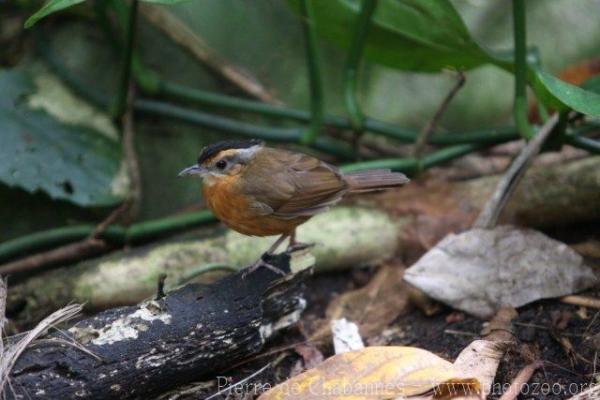 Black-capped babbler