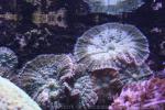 Bullseye mushroom anemone