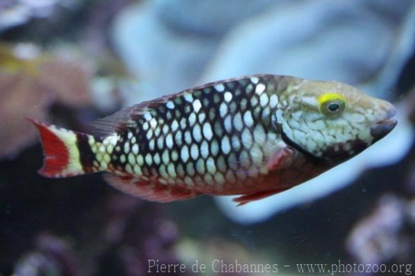 Stoplight parrotfish