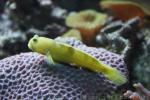 Yellow prawn-goby