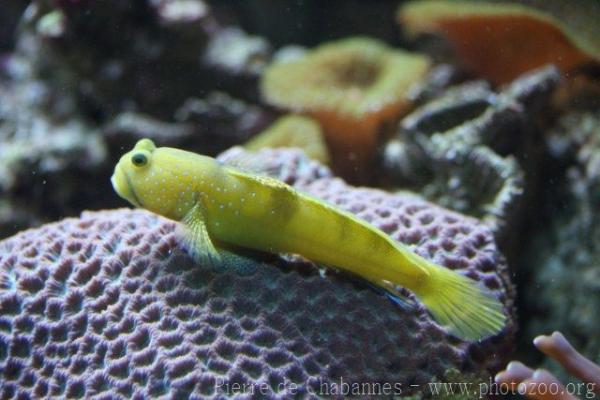 Yellow prawn-goby