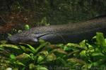 West African lungfish