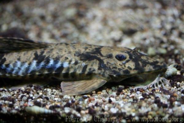 Black-headed loricaria