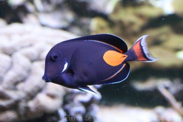 Achilles tang