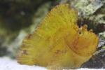 Leaf scorpionfish