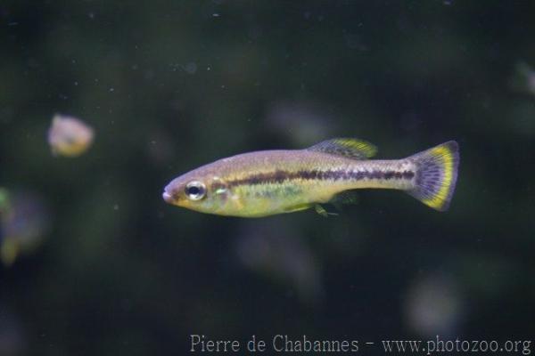 Limones splitfin