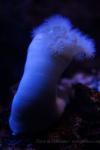 Giant plumose anemone