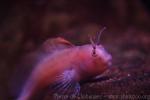 Tentacled blenny