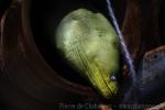 Green moray