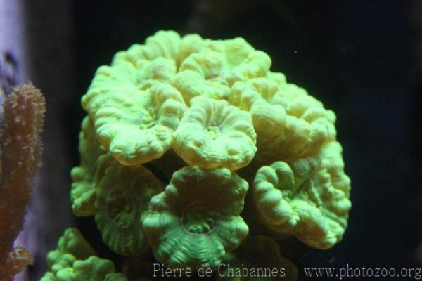 Finger coral