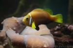 Maldive anemonefish