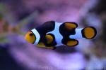 Orange clownfish