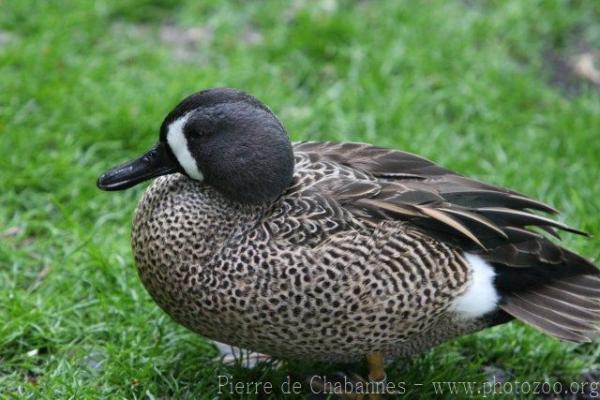 Blue-winged teal