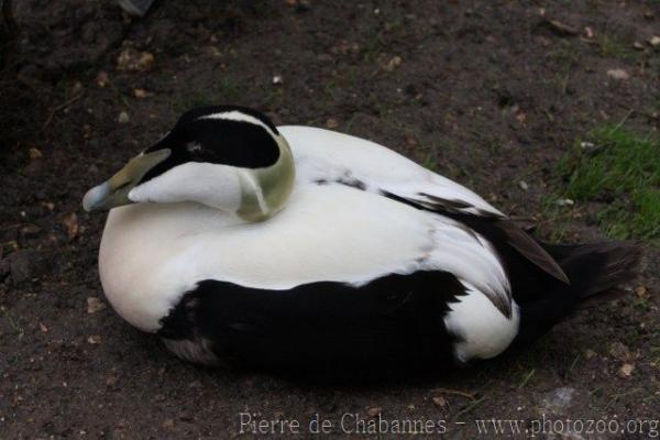 Atlantic common eider