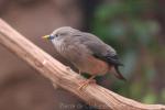 Chestnut-tailed starling