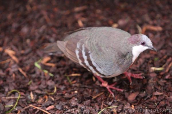 Luzon bleeding-heart