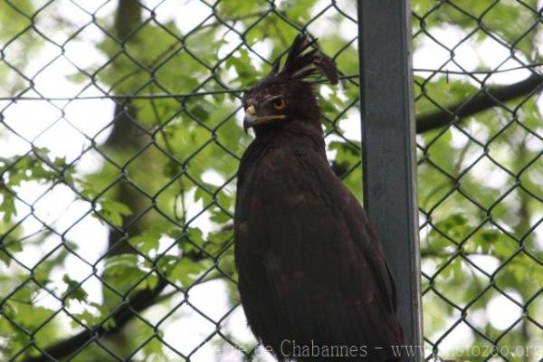 Long-crested eagle