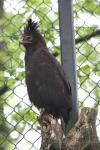 Long-crested eagle