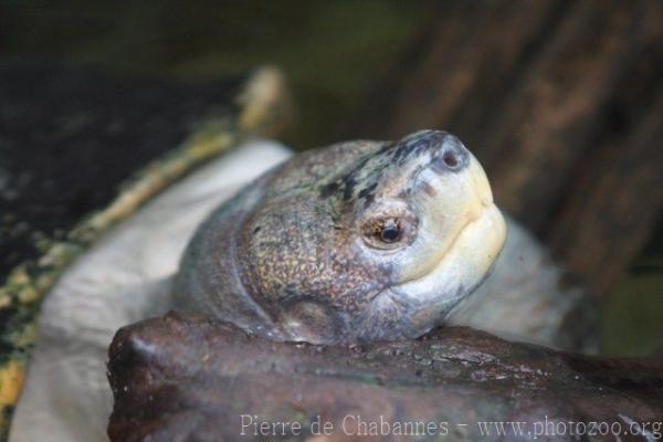 Giant Asian pond turtle