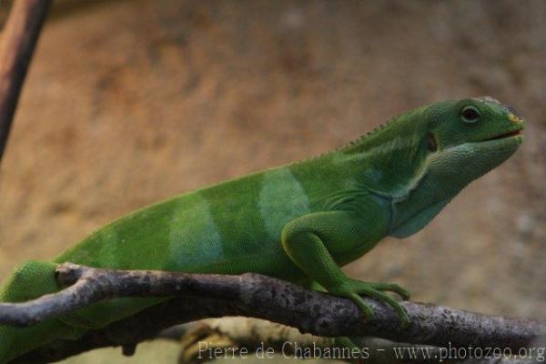 Fiji banded iguana