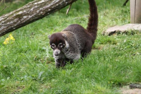 White-nosed coati
