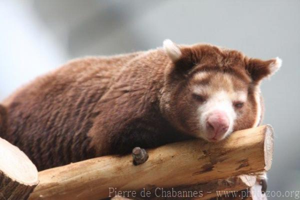 Huon tree kangaroo